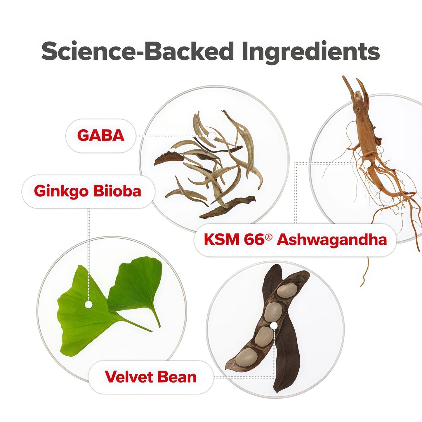 O Positiv URO Women’s Probiotic – All-in-one Probiotic for Women - Vaginal, Gut, Skin, and Oral Microbiome Health – 20B+ CFUs, Licorice Root, Dandelion – Non-GMO, Vegan, Gluten-Free – 30 Capsules